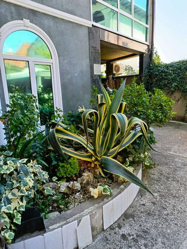 Гостевой дом Эллаиса Адлер-58